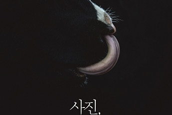 '동물 사진가' 박찬원, <b>젖소</b> 사진으로 돌아왔다