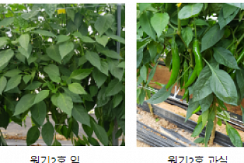 작물로 혈당 관리하고 비만까지 억제, 가능할까?