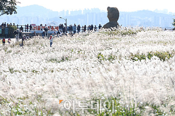 [포토] 찬바람에 흔들리는 은빛 억새 물결