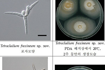 한강 발원지 검룡소에서 희귀 수생균류 2종 발견…담수 오염 정화 기대