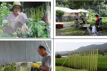 우리 고유 기술 '서천 한산모시' 국가중요농업유산 지정