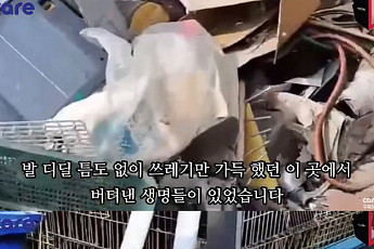 양평 주택에 수백구의 개 사체가…사상 최악의 동물 학대에 충격