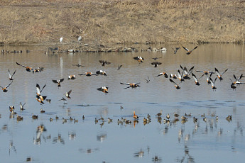 금강 제1물줄기 미호강, 5년 평균 수질 3등급 그쳐…물 환경 개선 시급