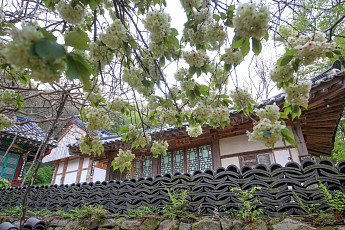 “초록벚꽃을 아시나요?” 무궁무진 벚꽃 세계…‘벚꽃 경제’도 활짝 [이슈크래커]