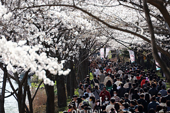 이번 주말 ‘노마스크’ 벚꽃 만개…2030 청년 벚꽃명소는 어디?