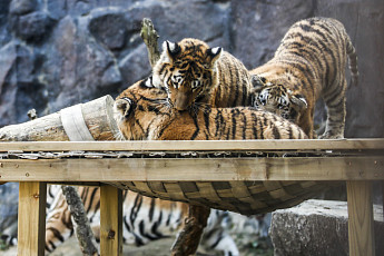 갓 돌 지난 서울대공원 시베리아 호랑이, 전염병 폐사