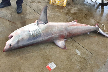 속초 앞바다서 백상아리·악상어 잇단 출몰…“물놀이객 안전 주의”