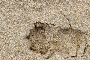 악어에 이어 표범 출몰?…경북 영주서 또 야생동물 신고