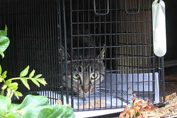 7년 만에 고양이 조류인플루엔자 확인…추가 확산에 인간 감염 불안감 커져