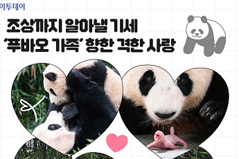 조상까지 알아낼 기세…‘푸바오 가족’ 향한 격한 사랑 [요즘, 이거]