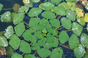 담수식물 '마름'에서 어류 출혈성 패혈증 바이러스 감염 억제 효능 발견