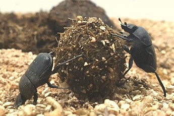 1970년 사라진 소똥구리, 반세기 만에 한반도 서식 추진