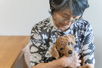 주인도 애완동물도 늙는다… 日, 고령자와 반려견 문제 ‘대두’