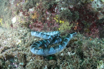 필리핀서 사는 바다뱀, 다도해해상국립공원서 첫 발견…