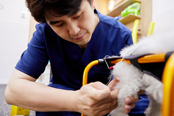 강아지 신경외과 질환 수술 후 관리…한방재활치료도 고려 [올어바웃 댕냥이]