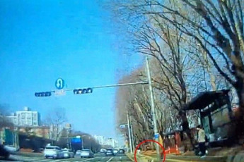 목줄 안 한 강아지, 도로 뛰어들어 사망…장례비 요구한 견주