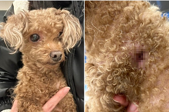 9년 키운 푸들 몸에서 ‘인식칩’ 파내고 유기한 견주…“강력 처벌 필요”