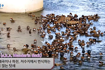 ‘록스타 오리’가 중랑천에 떴다?…“200여 마리 집단 발견”