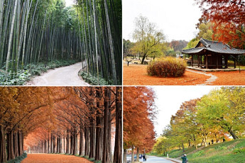 동양에서 가장 큰 은행나무가 있는 곳?…지역에 숨어 있는 '로컬100' 어디?