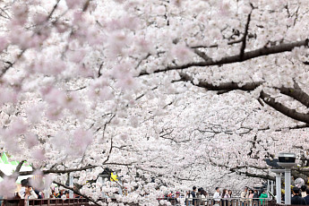 '더 빨라진' 벚꽃 개화 시기…‘진해군항제’ 역사상 가장 빨리 개막할 듯