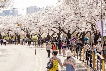 “꽃바람 솔솔”…영등포구, 제18회 여의도 봄꽃축제 개최