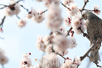 [한컷] 직박구리가 물어오는 주말 '봄축제' 소식