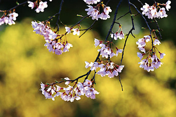 [포토 에세이] 축제의 <b>봄</b>