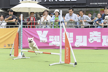 [포토] 양천구, 반려동물 문화 축제 ‘Y-펫밀리’ 성료
