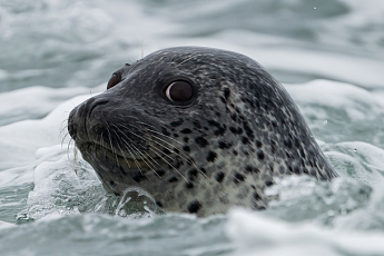 인천 대청·소청도에서도 점박이물범 서식 확인…