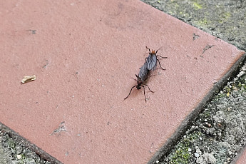 SNS 실트 오른 '러브버그', 언제 사라질까?