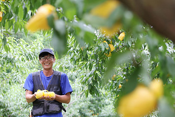 [르포]‘똑’ 따서 다음날 마트로...그린황도 맛 비결은 ‘안정된 판로’