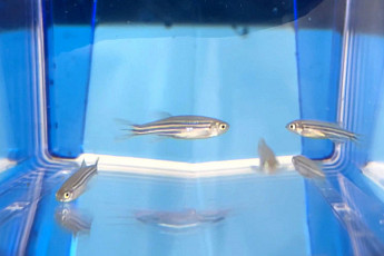 JW중외제약, 제핏과 ‘제브라피쉬’ 활용 대사질환 신약 개발