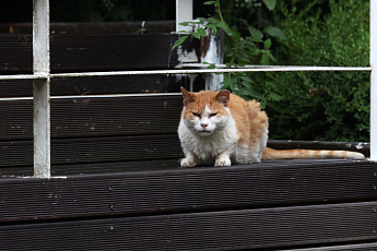 아무 데나 밥 주고 떠나면 안 된다…정부, 길고양이 돌봄 기준 손질