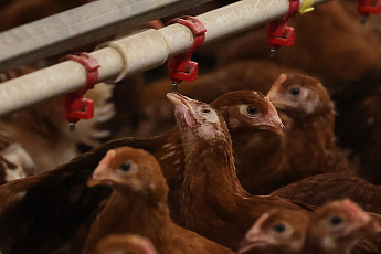 산란계 농장 방역등급제 개편…우수 농장 혜택 확대