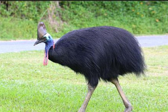 '세계에서 가장 위험한 새' 화식조, 영국서 부화 성공…
