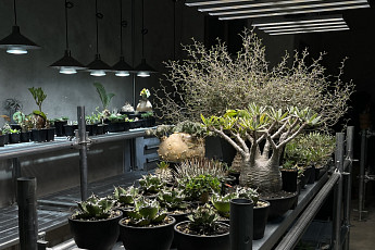 아이파크몰, MZ세대 분재 인기몰이 ‘괴근식물’ 팝업스토어 오픈