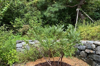 수원 영흥수목원에 '정조대왕 천연기념물 후계목 식수'