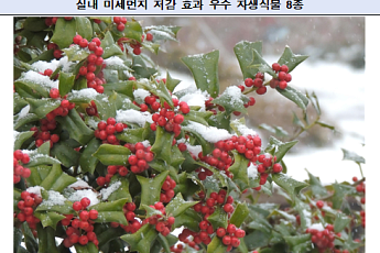 호랑가시나무 등 자생식물 15종, 실내공기질 개선효과 '우수'