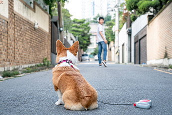 인플루언서와 강아지…구조와 유기 사이 [해시태그]