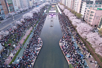 돌아온 봄의 전령 ‘벚꽃’…우리 자치구에서 즐겨볼까?