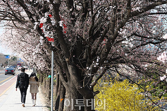 서울시와 함께하는 봄꽃길 여행