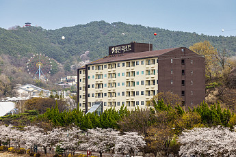 켄싱턴리조트 “설악산 벚꽃ㆍ제주 당근 수확까지 체험해 봄”