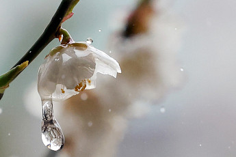 오늘은 '곡우' 뜻은?…