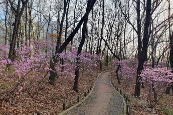 송파구, 봄꽃 만발한 '걷기 좋은 꽃길' 4곳 추천