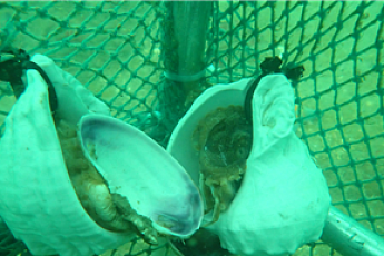 주꾸미 자원 회복 위해 서해에 산란시설물 32만5000개 설치