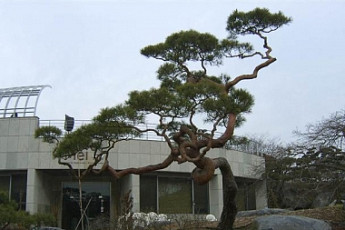 ［나무부자들］귀중한 우리 나무자원, 달러를 벌어들일 수 있다
