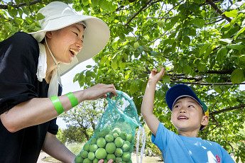 [포토] 가족·연인 300명, 에버랜드서 ‘매실따기’ 체험
