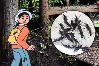 이제는 공포…러브버그 대량출몰, 한반도 벌레 습격 예고편? [해시태그]