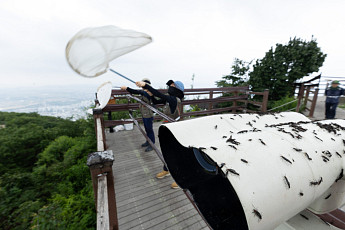 계양산 러브버그 잡는다…광원포집기 추가 설치