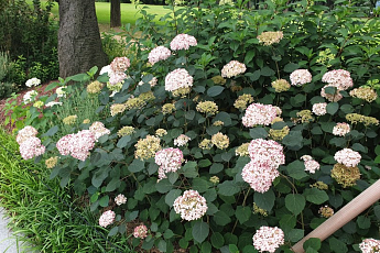 서울대공원 여름꽃 절정…“꽃길 따라 보물 찾듯 산책을”
